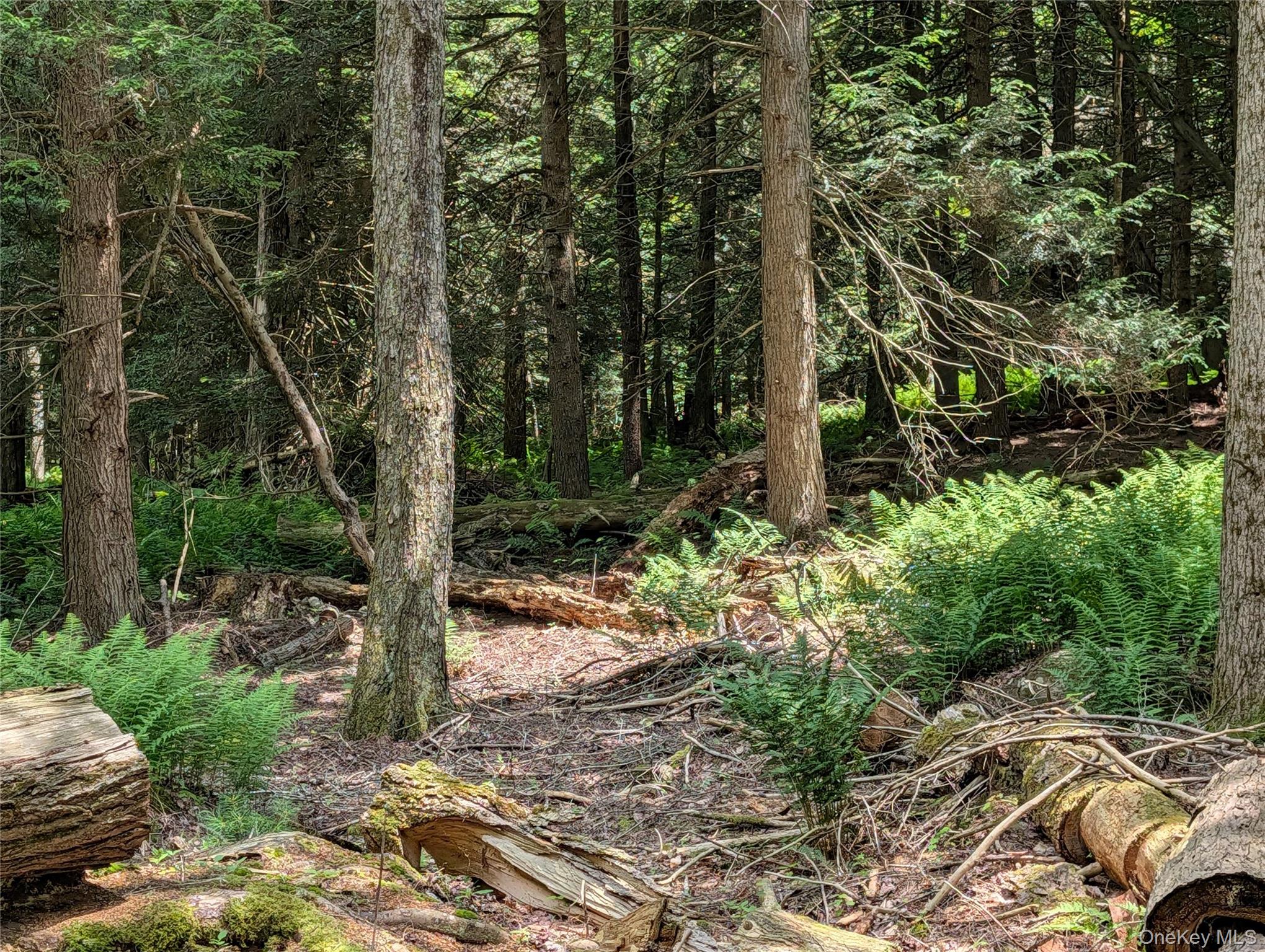 Ballard Road Bethel, NY 12720 - Photo 7 of 10 wooded and cleared area