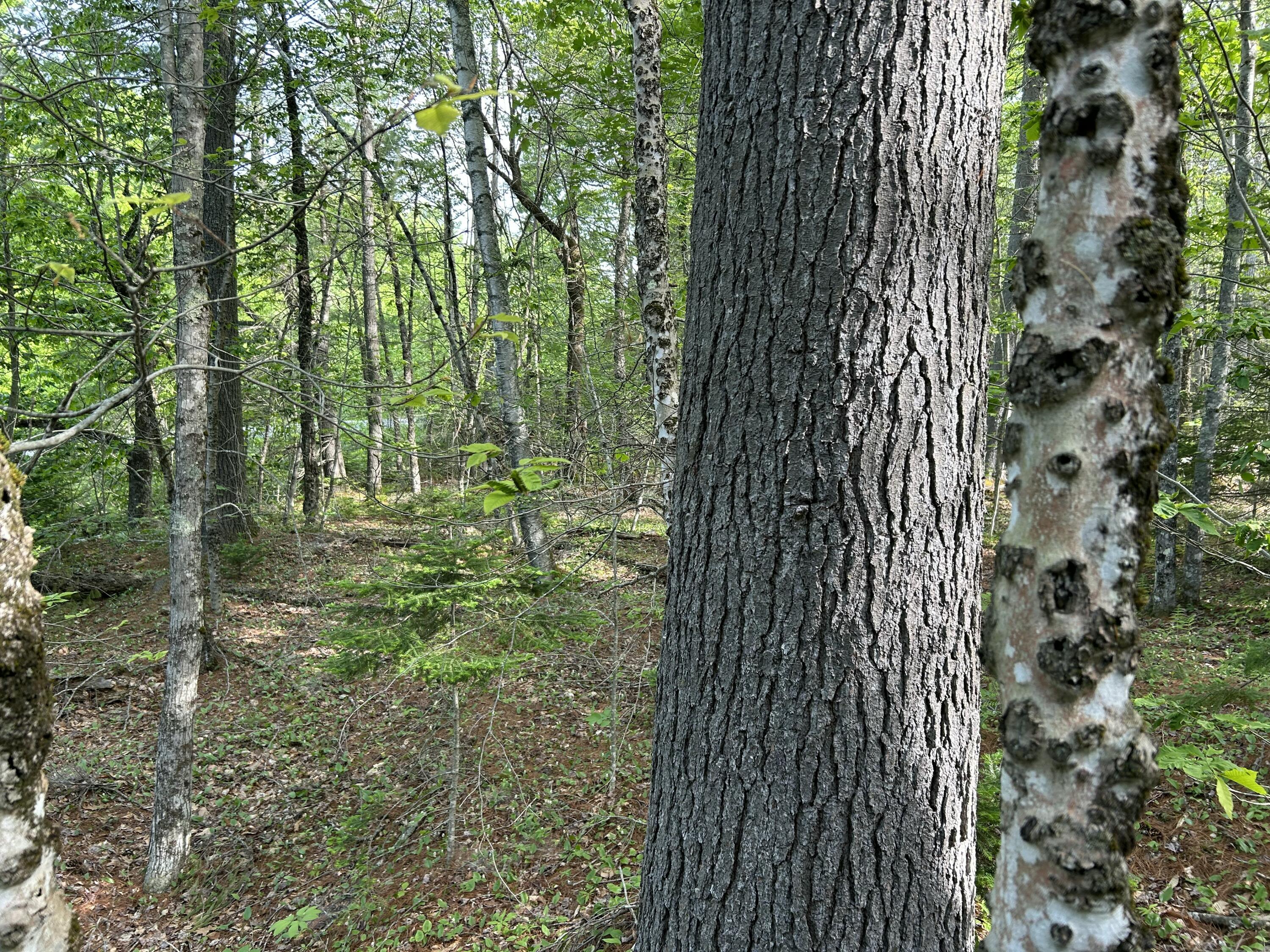 M5-l16 Clark Road Prospect, ME 04981 - Photo 27 of 45 IMG_8776