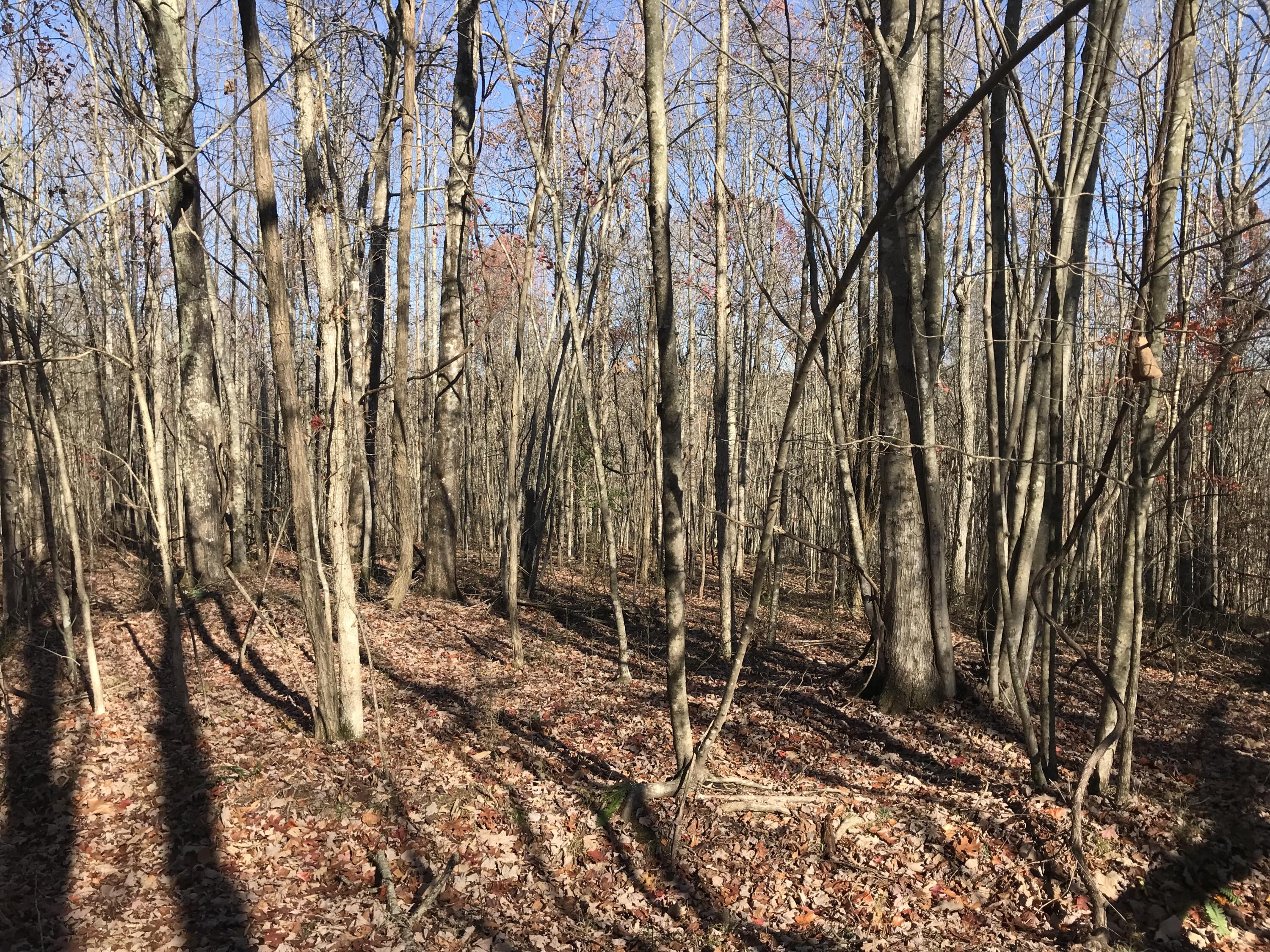 5 Hobbstown Road Dunlap, TN 37327 - Photo 13 of 23 IMG_9019