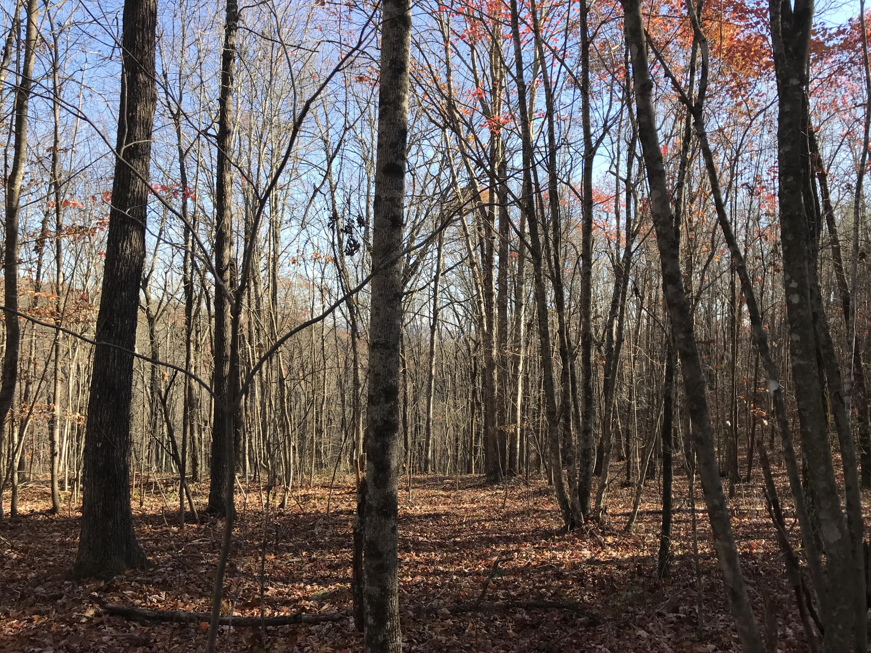 5 Hobbstown Road Dunlap, TN 37327 - Photo 8 of 23 IMG_9025