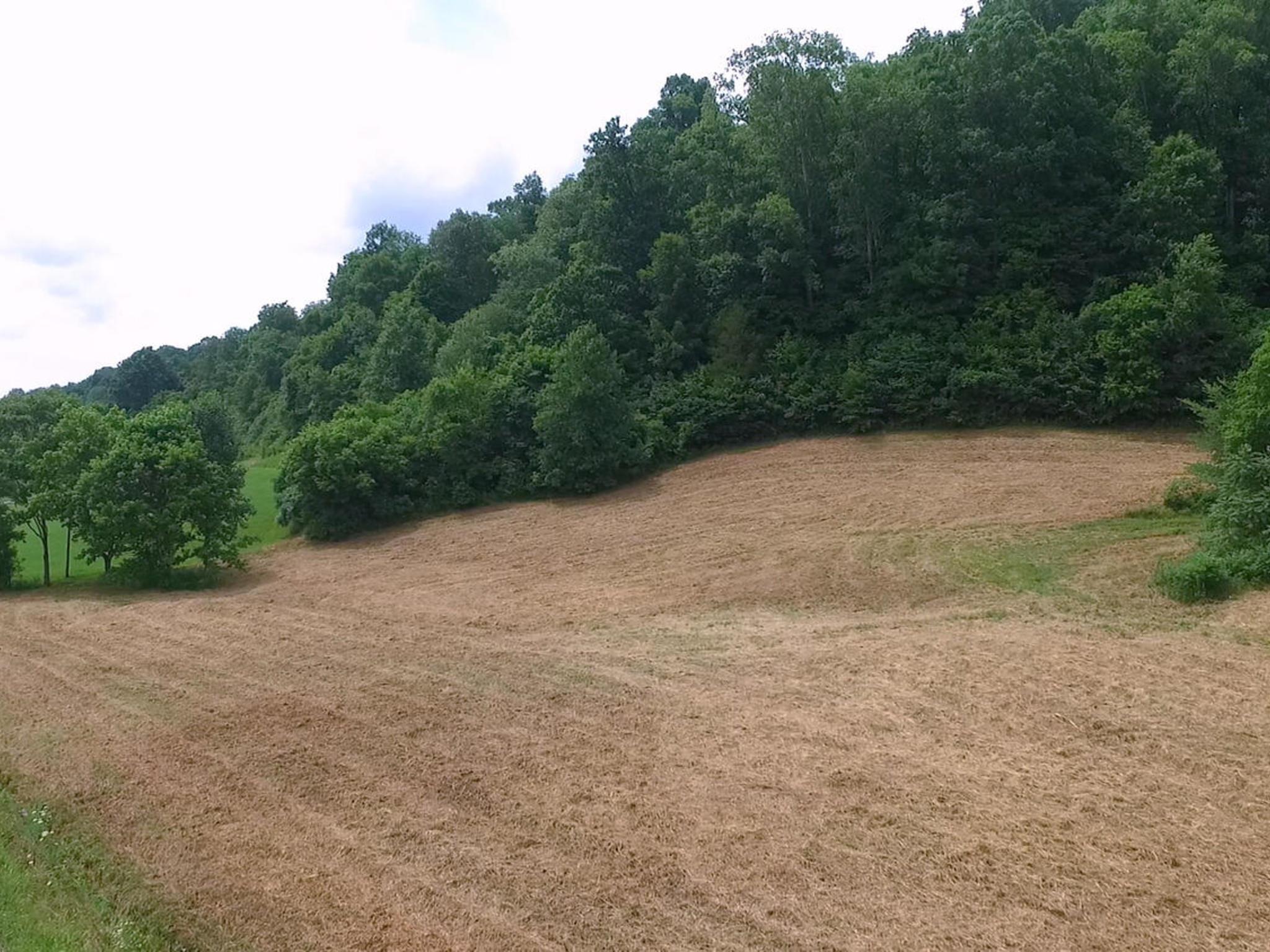 0 Leipers Creek Road Santa Fe, TN 38482 - Photo 5 of 10 Go into the trees or not.
