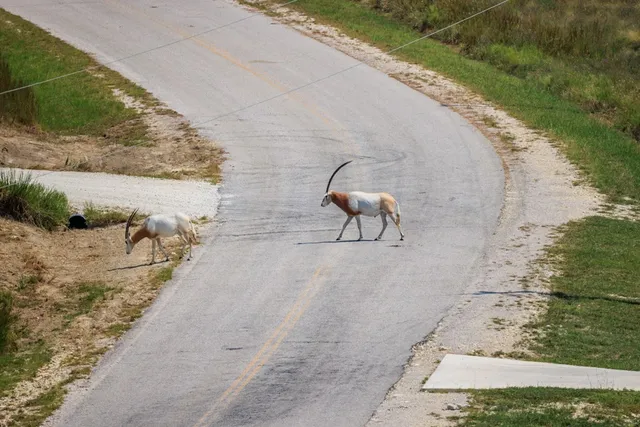 $399,000 | 189 Fallen Acorn Drive, Unit 21, Blanco, TX 78606