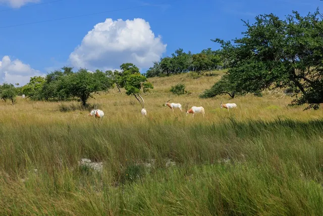 $399,000 | 189 Fallen Acorn Drive, Unit 21, Blanco, TX 78606