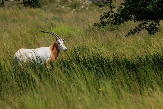 $399,000 | 189 Fallen Acorn Drive, Unit 21, Blanco, TX 78606