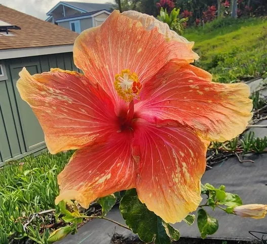 $1,100,000 | 583 Laie Drive, Unit A, Makawao, HI 96768