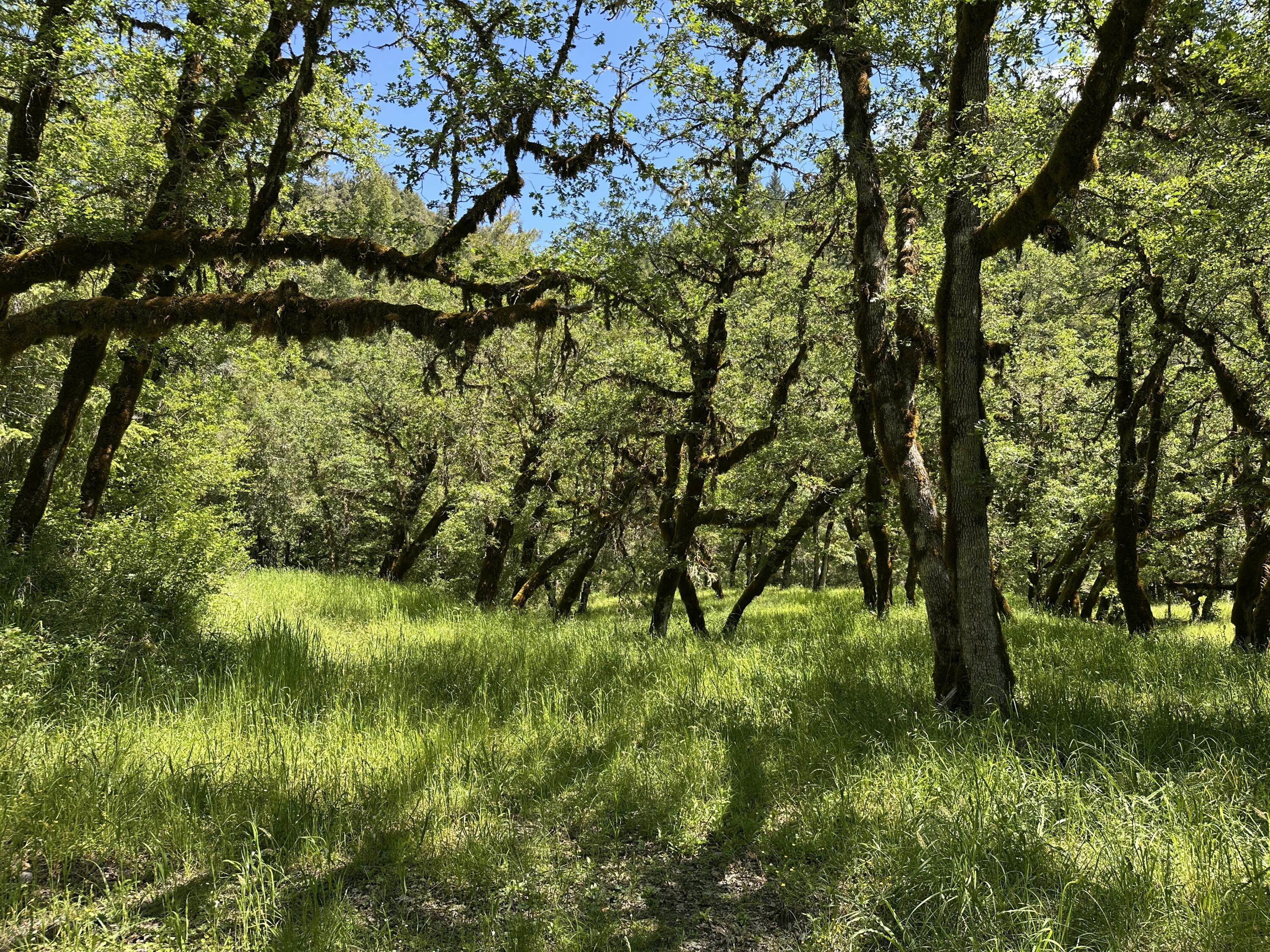 328-acres Saber Tooth Road Blue Lake, CA 95525 - Photo 22 of 23