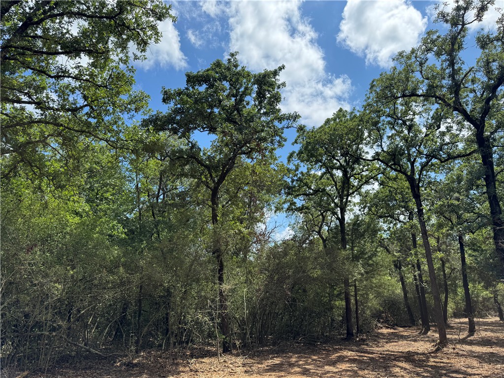 Tbd Pin Oak Road Franklin, TX 77856 - Photo 10 of 11 Oak trees along right side of 7.5 Ac.