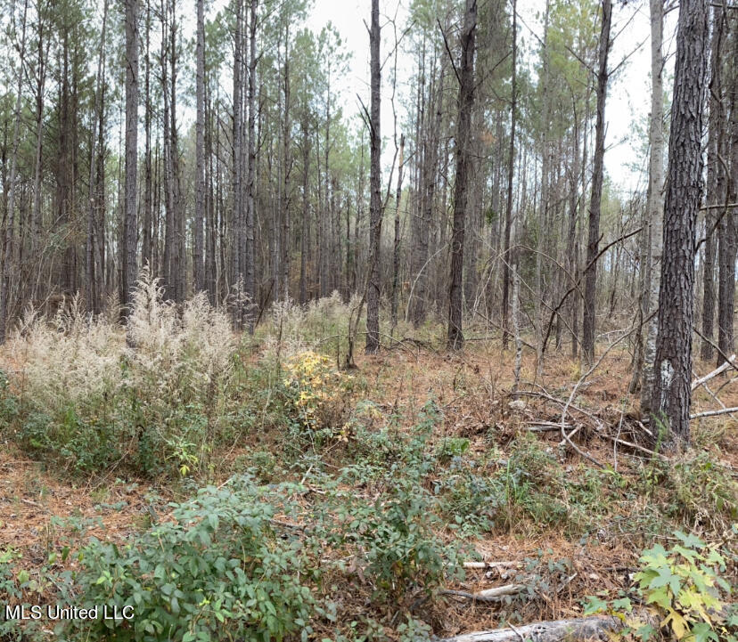 Jerusalem Church Road Brandon, MS 39042 - Photo 3 of 5 IMG_9354