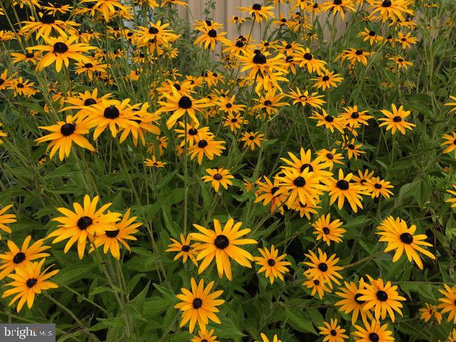 1343 Penns Creek Road Coburn, PA 16832 - Photo 60 of 92 a view of a tree