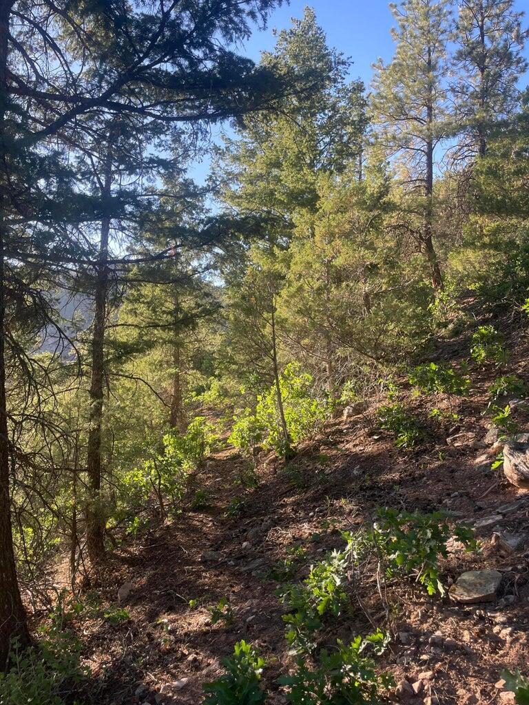 1 58p Road Sawpit, CO 81430 - Photo 24 of 34 20240523184815406208000000-o