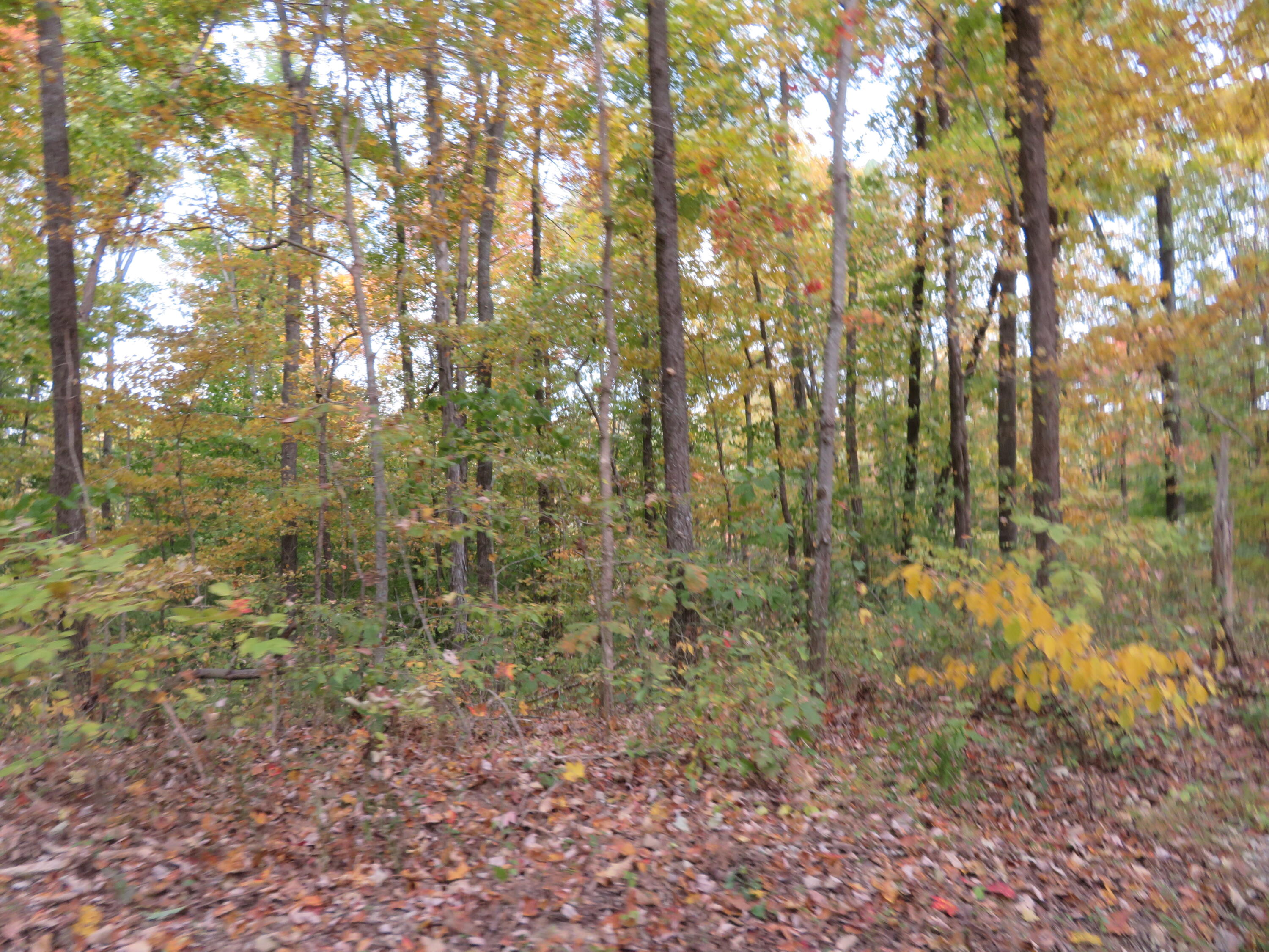 0 Shady Grove Road Mount Vernon, KY 40456 - Photo 3 of 24 IMG_3100