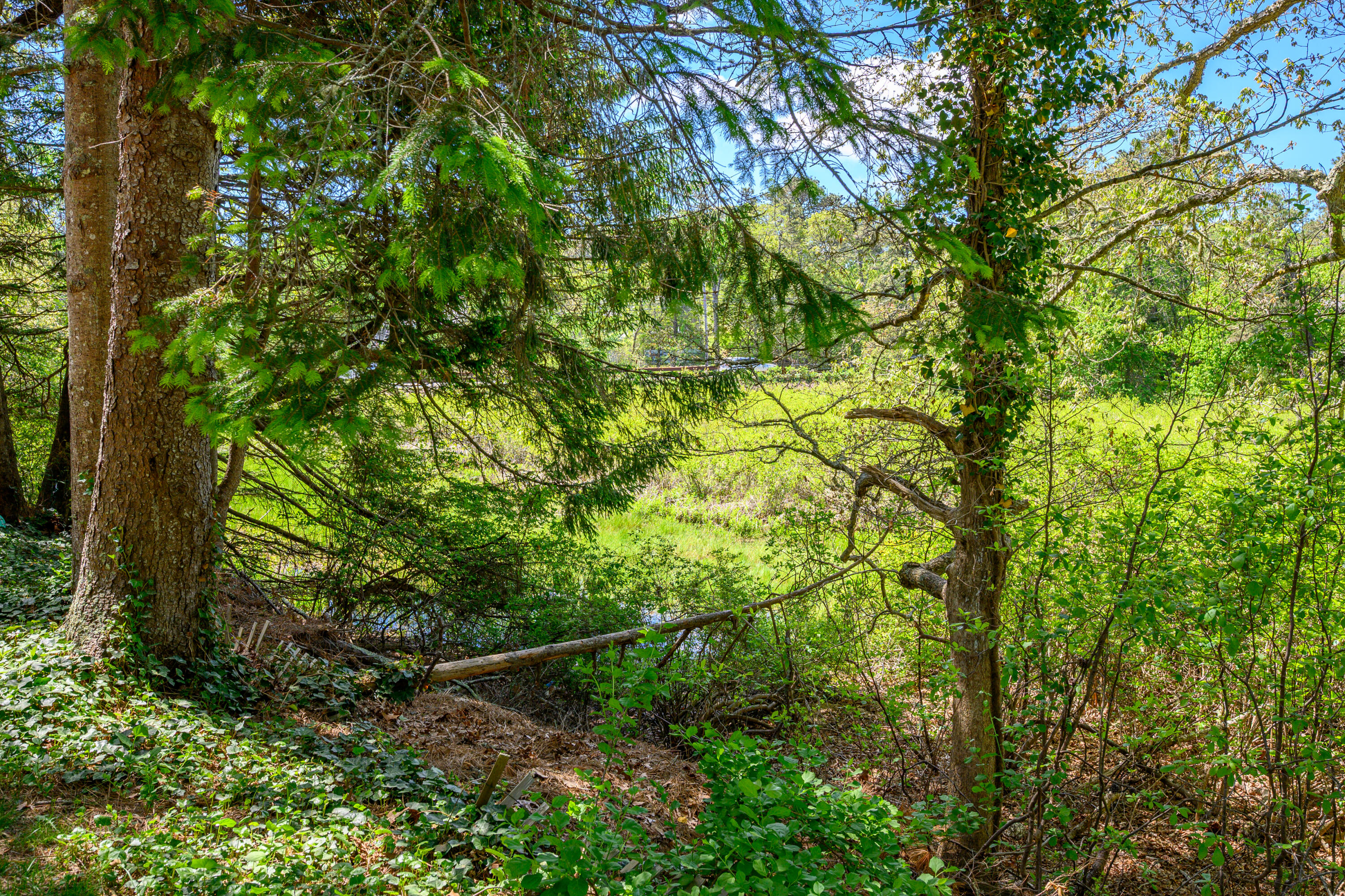 41 Idle Way Harwich, MA 02645 - Photo 58 of 74 59_dsc_2367
