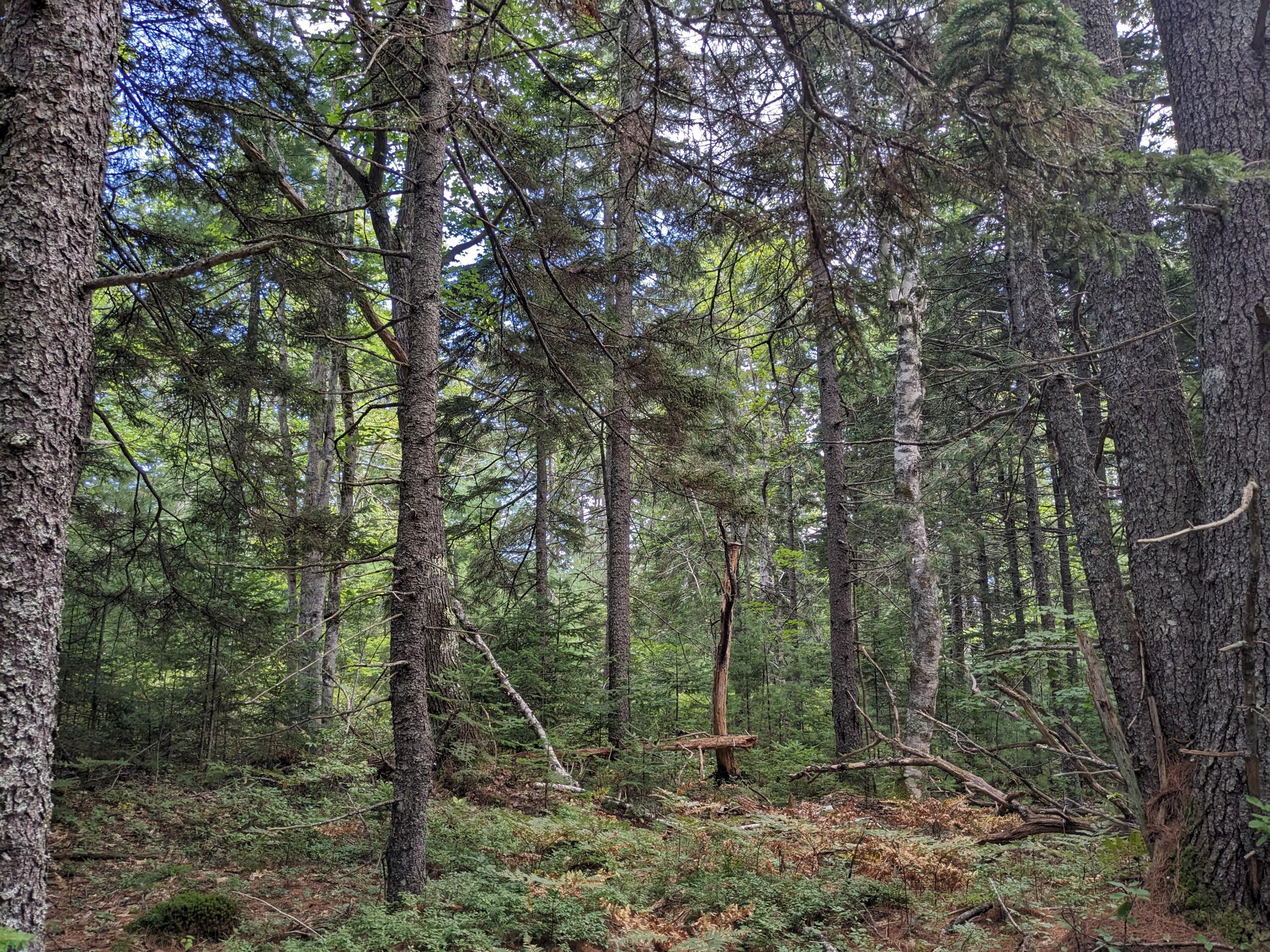 Lot 48 Matthews Road Boothbay, ME 04537 - Photo 2 of 4 2
