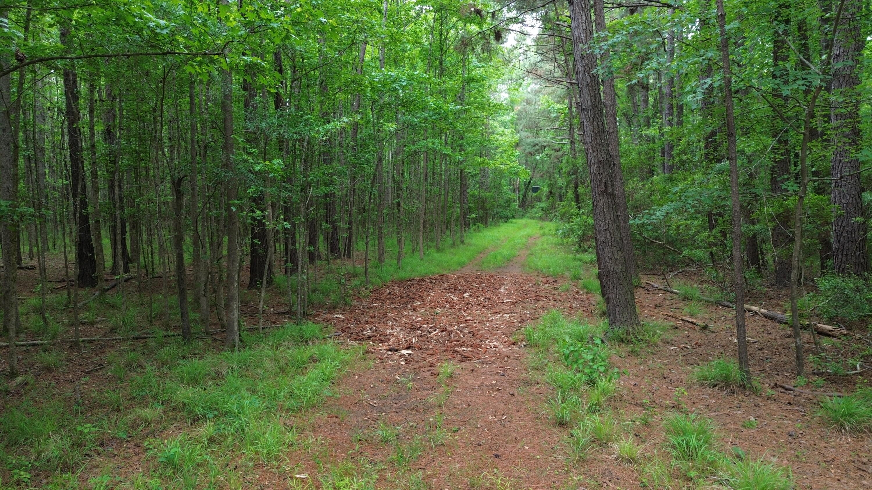 0 Pineview Farm Rd Lane Lane, SC 29564 - Photo 2 of 18 DJI_0337