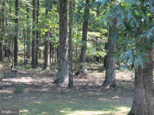 204 White Road Winchester, VA 22602 - Photo 18 of 18 Trees