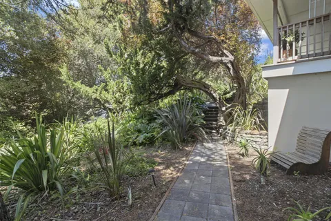 a view of a yard with plants and trees