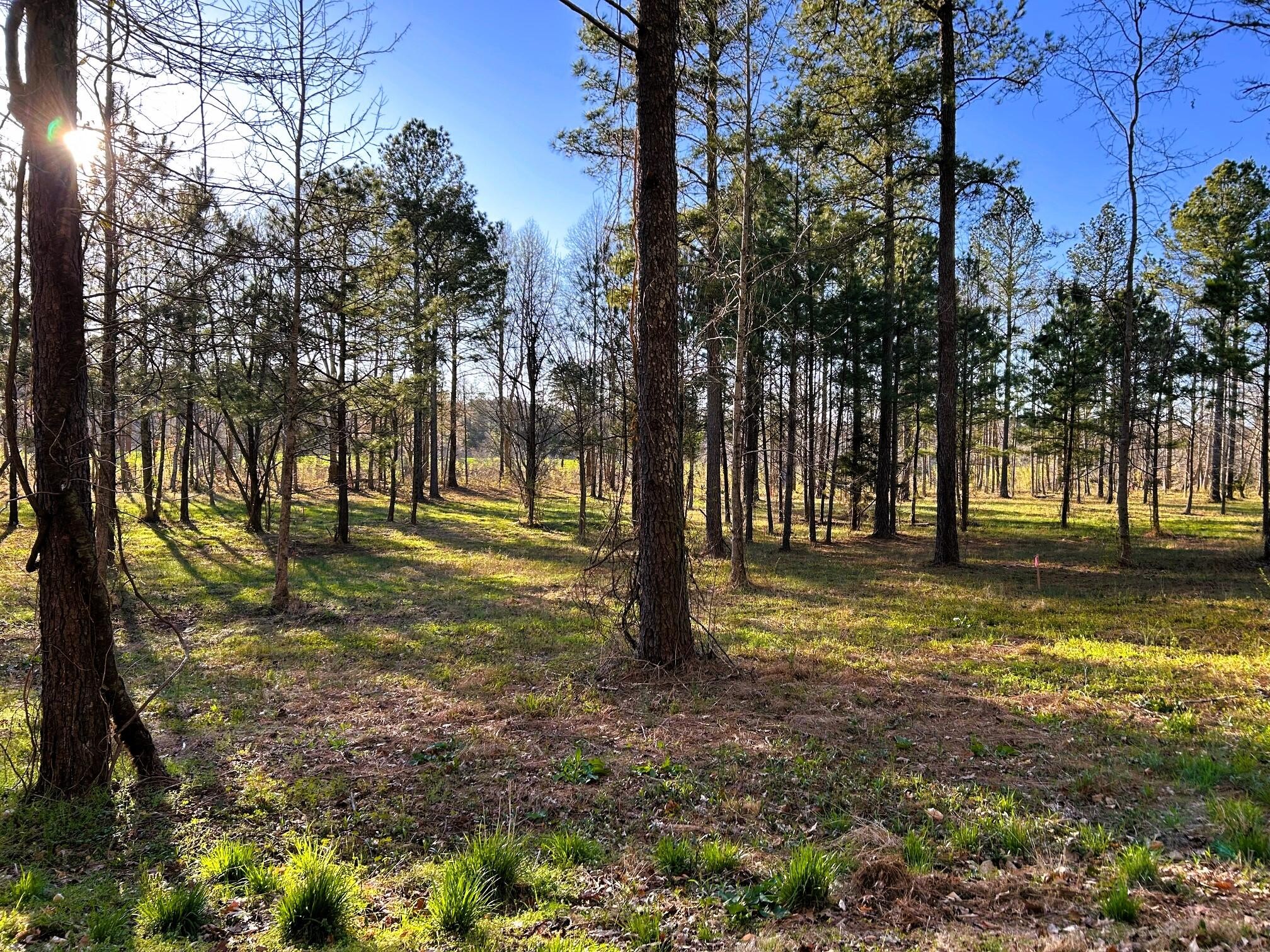 4 County Road 950 Charleston, TN 37310 - Photo 12 of 15