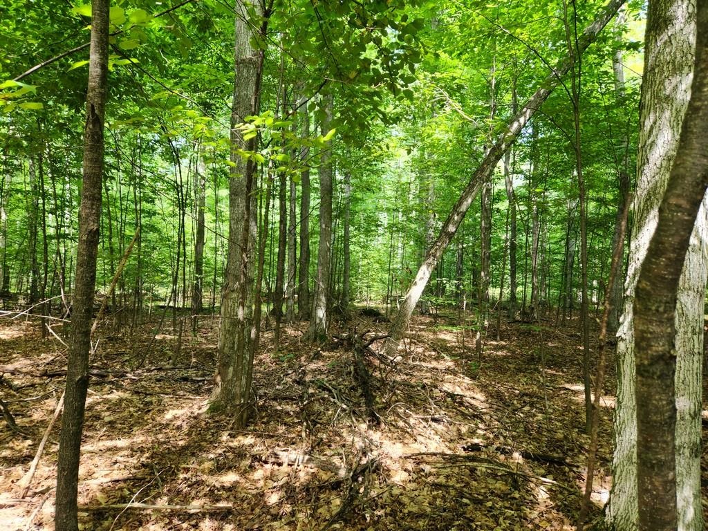 Off Crawford Lake Road Northeast Kalkaska, MI 49646 - Photo 17 of 25