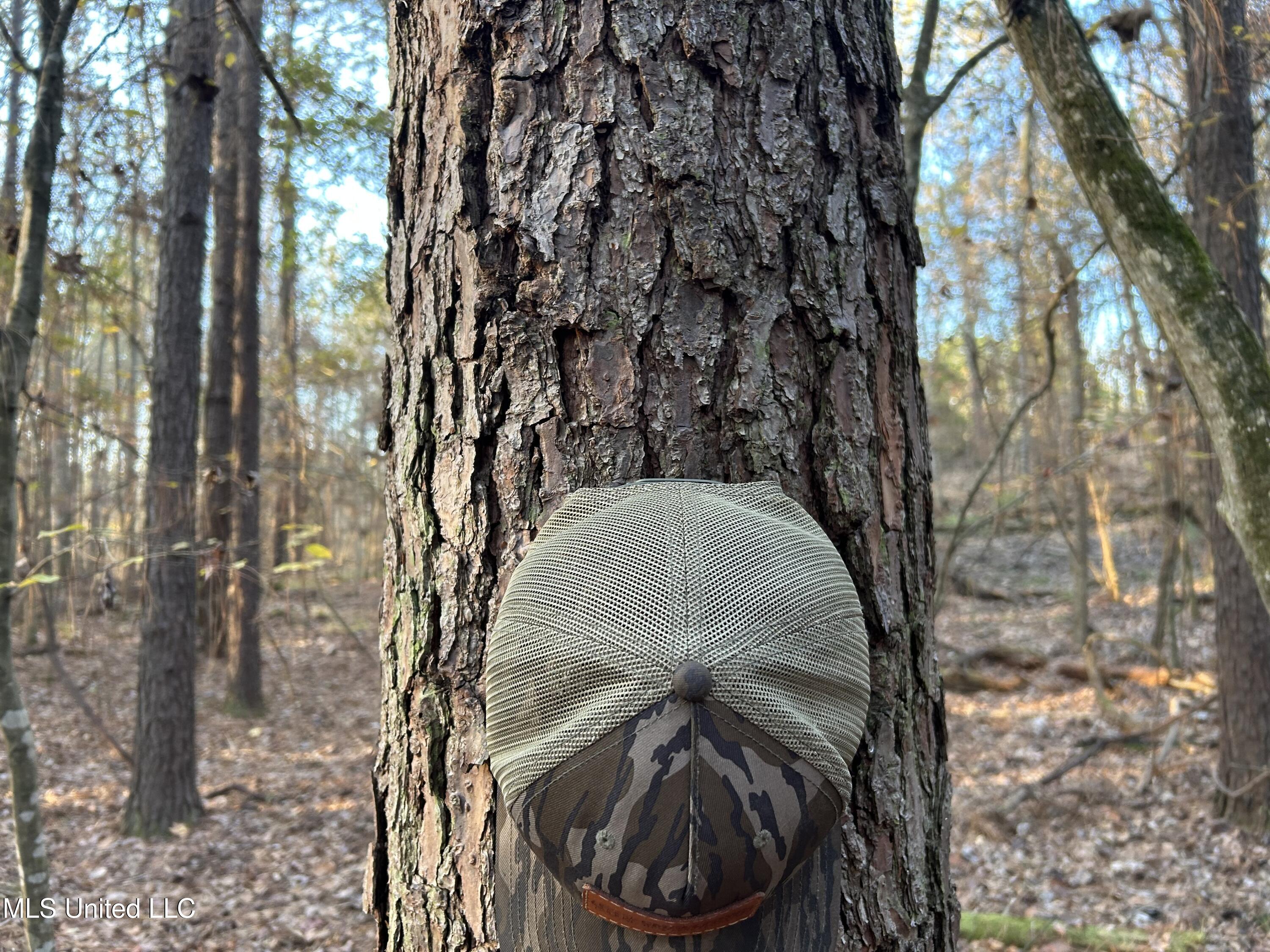 Perry Creek Road Bentonia, MS 39040 - Photo 11 of 70 Photo Dec 12 2025, 7 43 00 AM