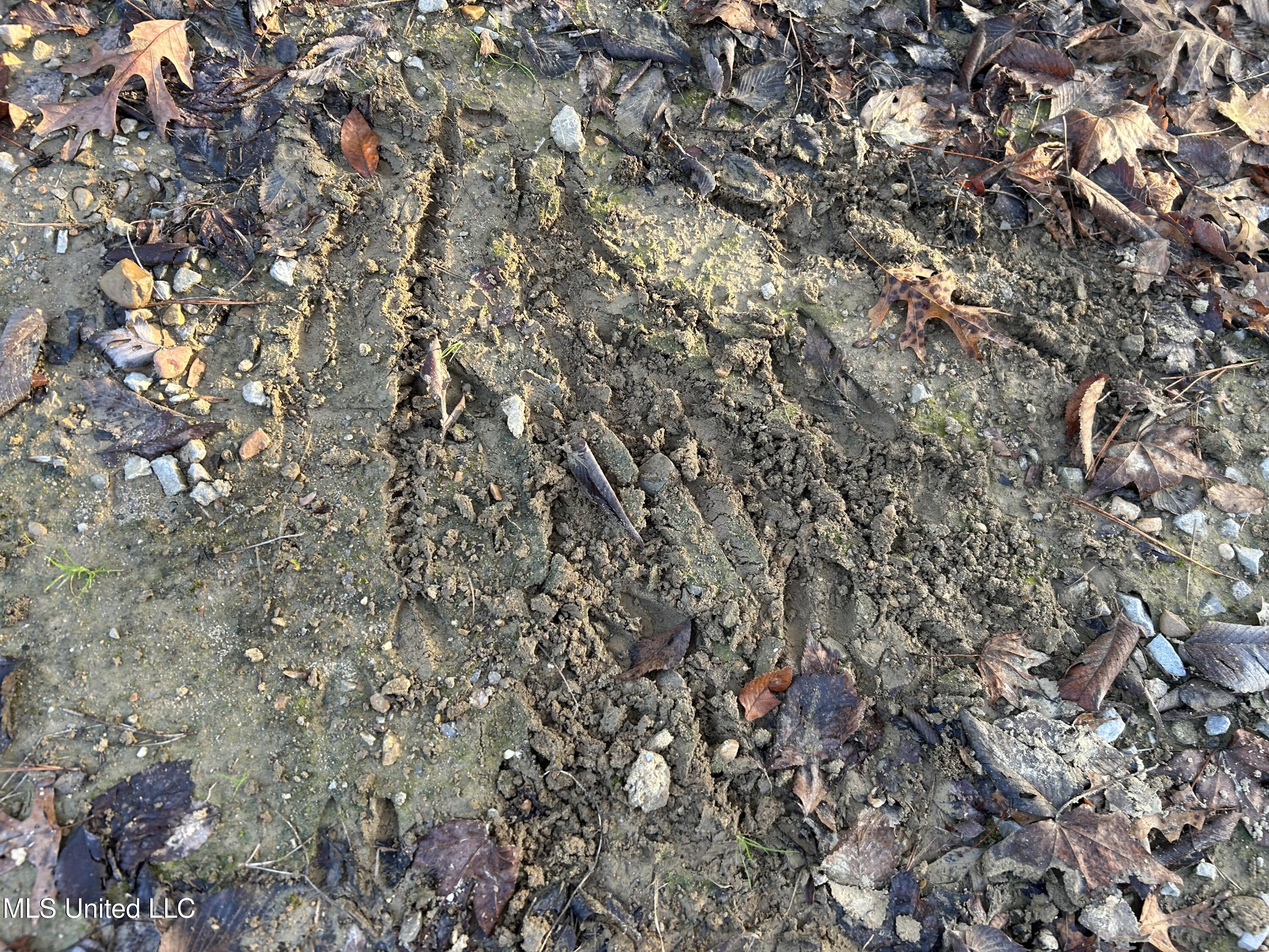 Perry Creek Road Bentonia, MS 39040 - Photo 16 of 70 Photo Dec 12 2025, 7 53 58 AM