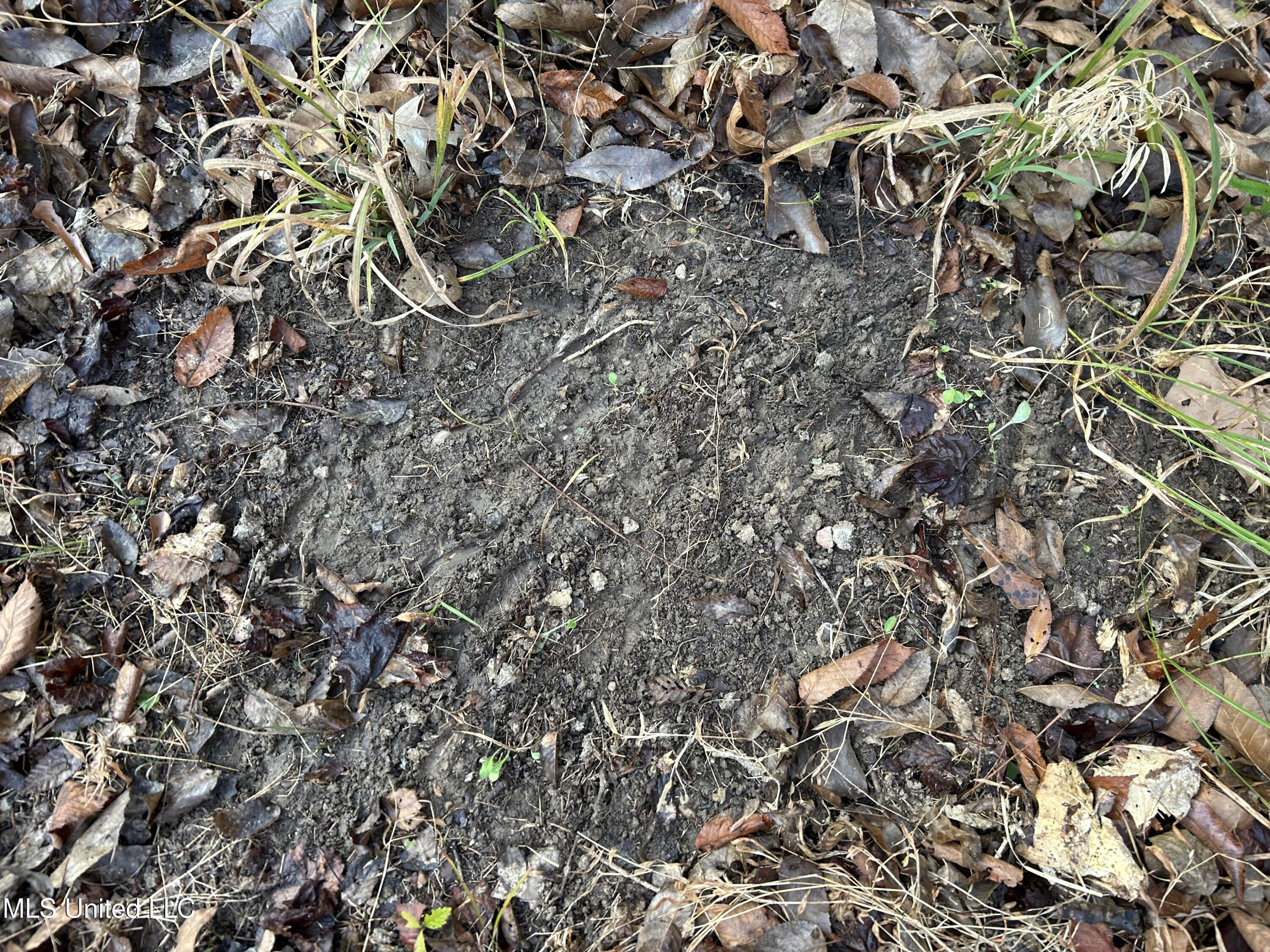 Perry Creek Road Bentonia, MS 39040 - Photo 20 of 70 Photo Dec 12 2025, 8 00 04 AM