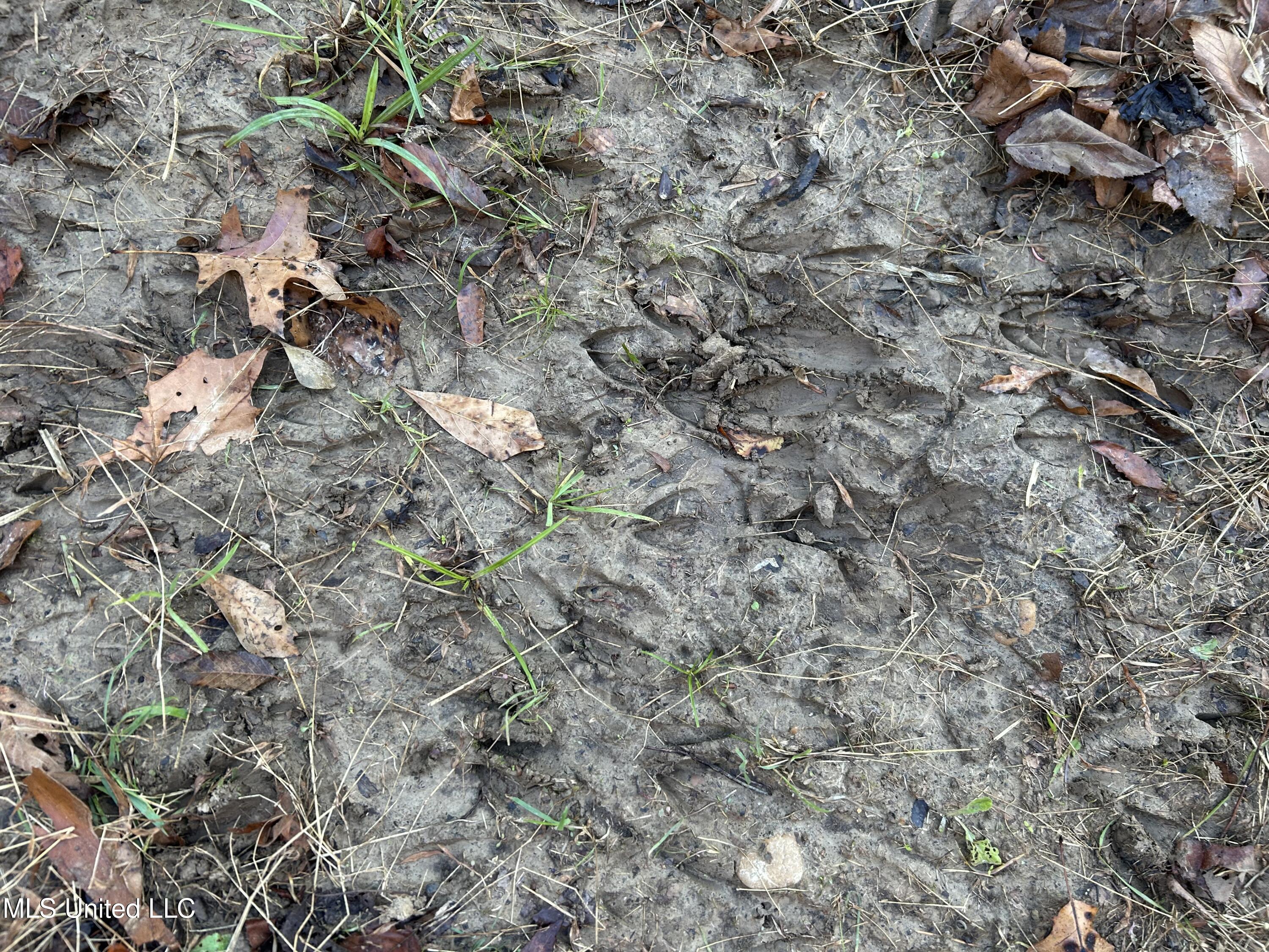 Perry Creek Road Bentonia, MS 39040 - Photo 22 of 70 Photo Dec 12 2025, 8 00 58 AM