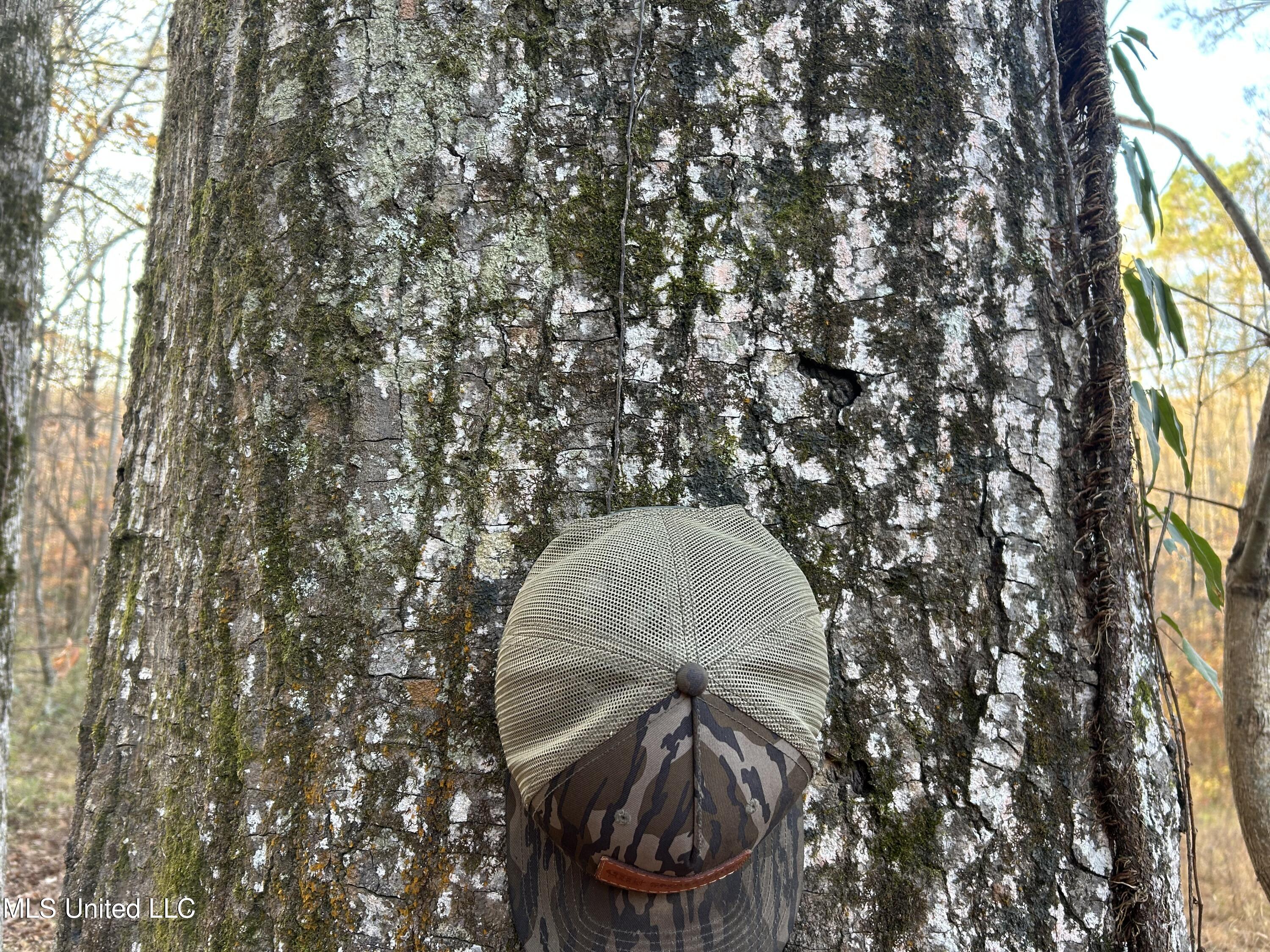 Perry Creek Road Bentonia, MS 39040 - Photo 29 of 70 Photo Dec 12 2025, 8 04 44 AM