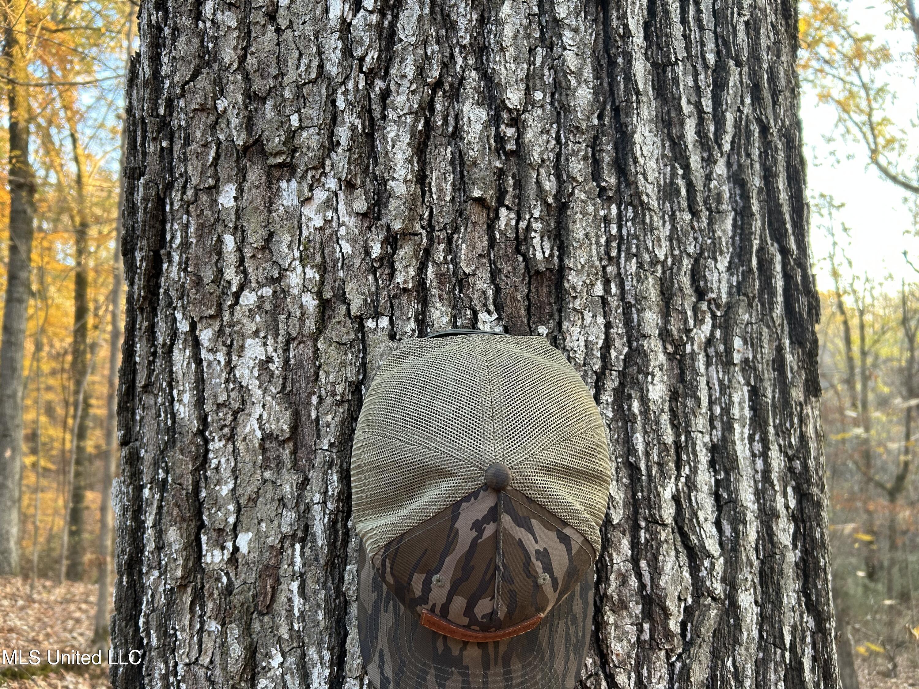 Perry Creek Road Bentonia, MS 39040 - Photo 3 of 70 Photo Dec 12 2025, 7 35 12 AM