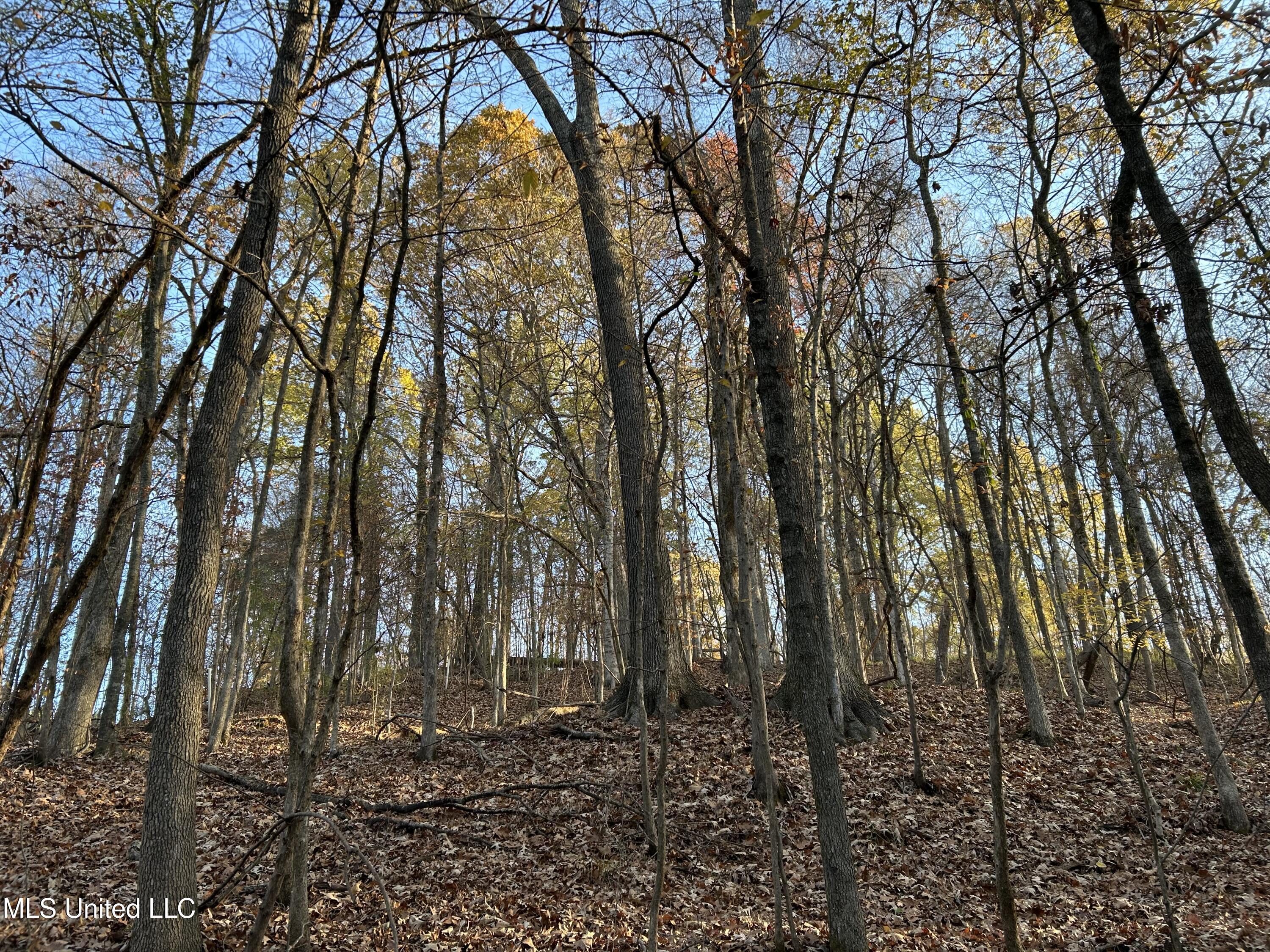 Perry Creek Road Bentonia, MS 39040 - Photo 32 of 70 Photo Dec 12 2025, 8 07 47 AM