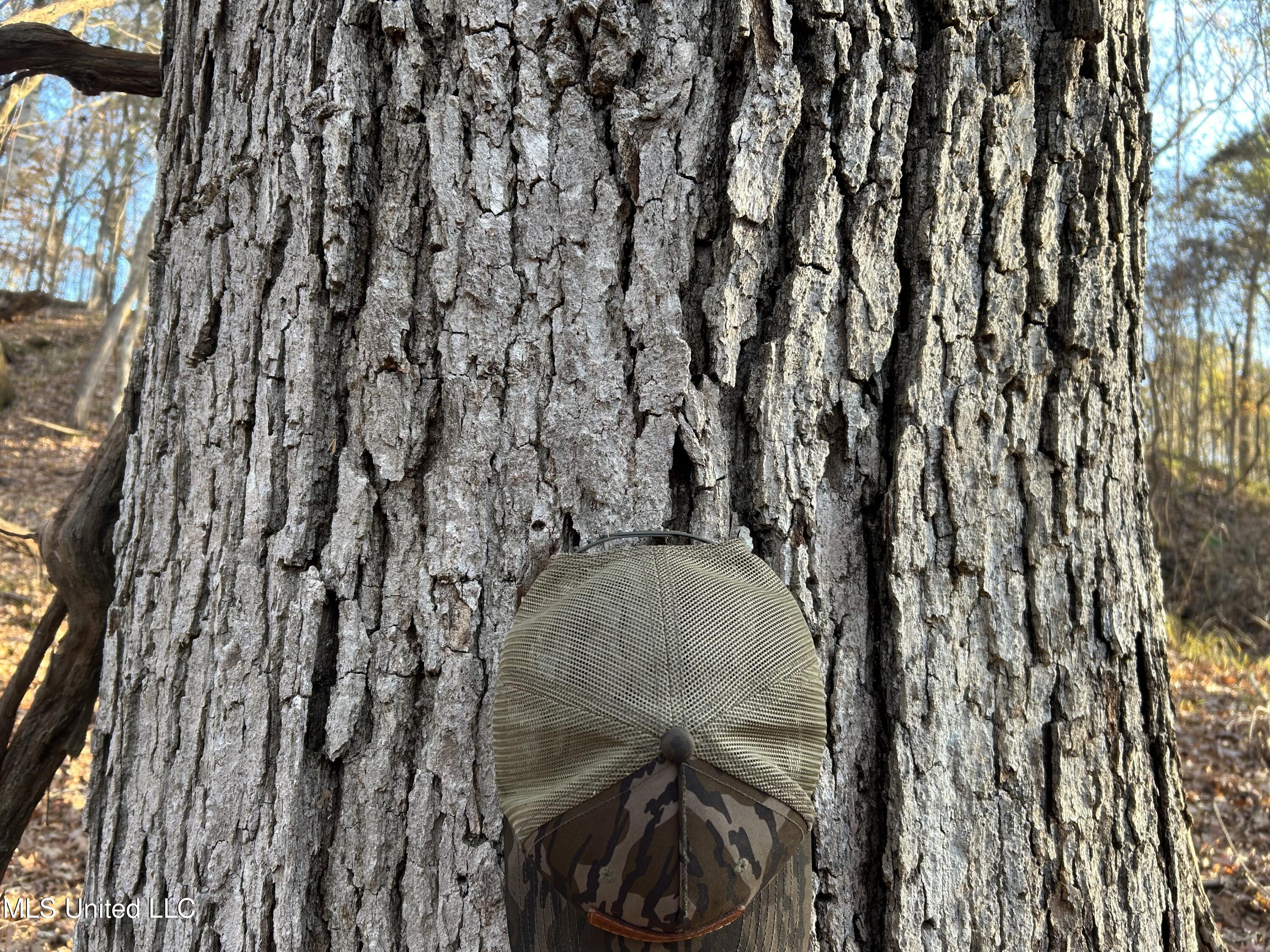 Perry Creek Road Bentonia, MS 39040 - Photo 34 of 70 Photo Dec 12 2025, 8 08 30 AM