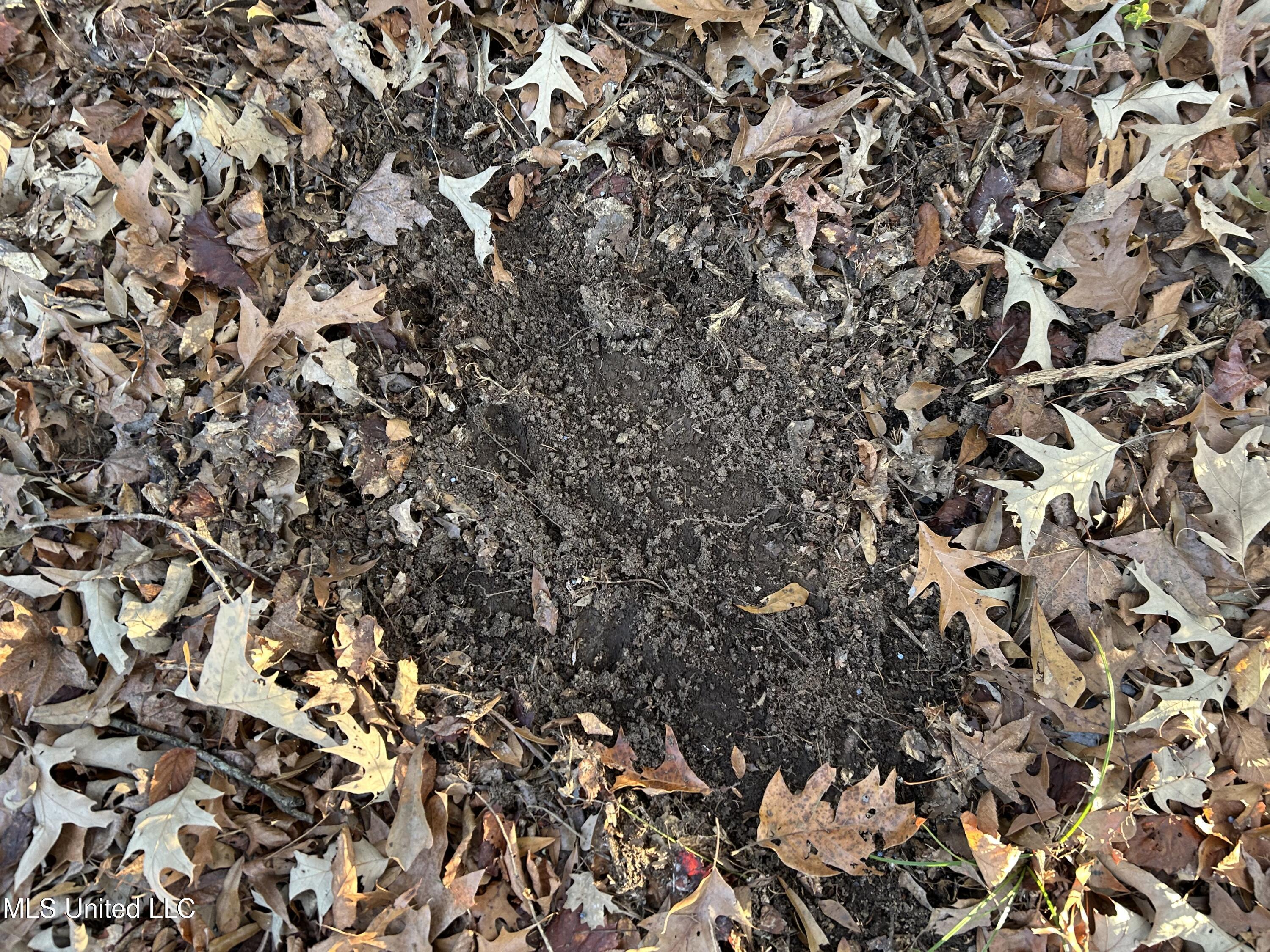 Perry Creek Road Bentonia, MS 39040 - Photo 42 of 70 Photo Dec 12 2025, 8 14 35 AM