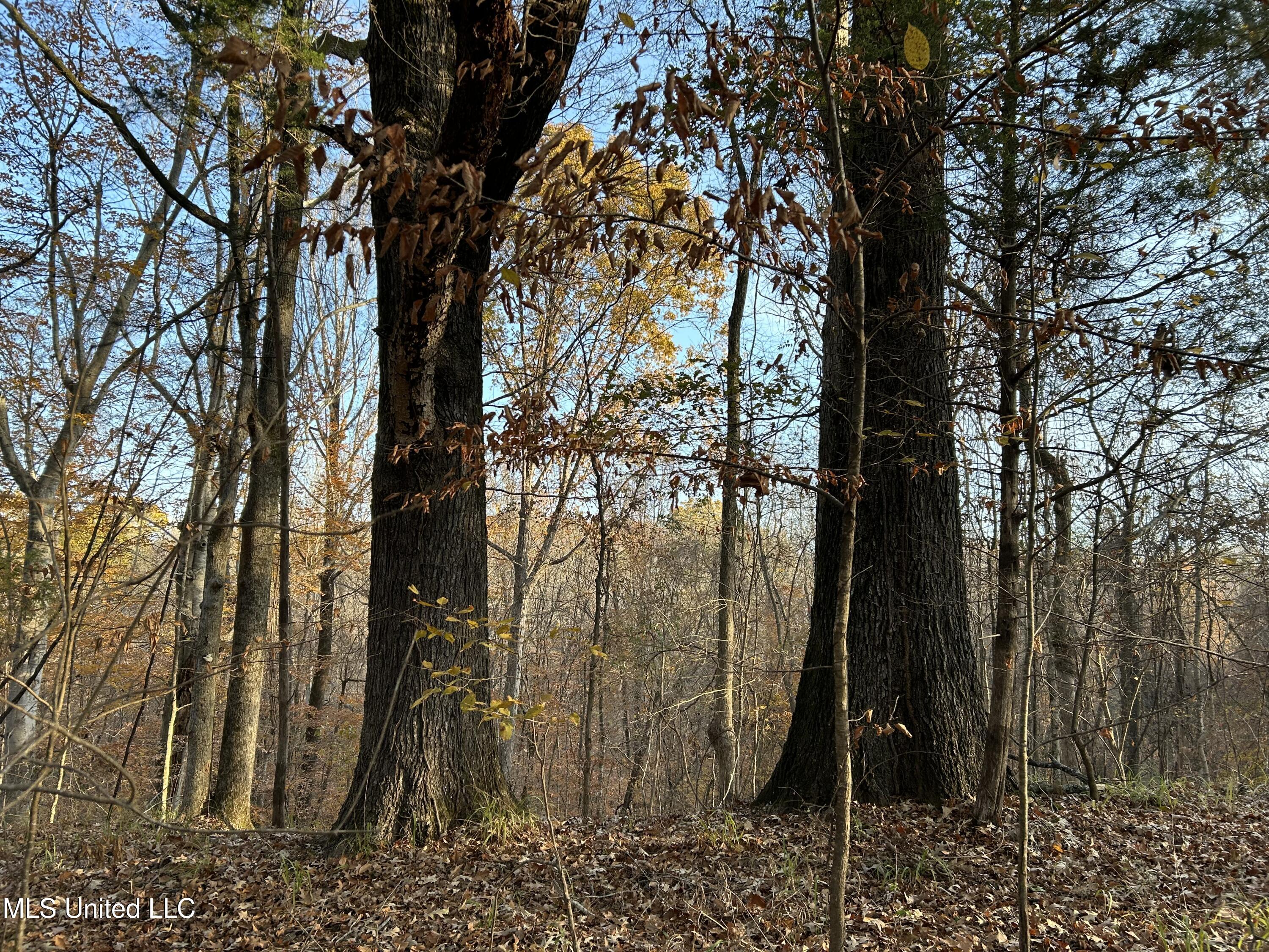 Perry Creek Road Bentonia, MS 39040 - Photo 47 of 70 Photo Dec 12 2025, 8 16 29 AM