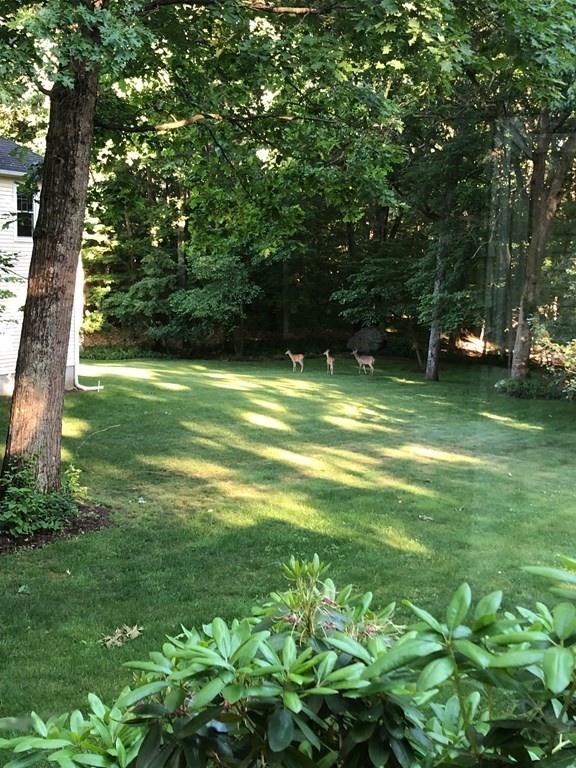 115 Dalton Road Holliston, MA 01746 - Photo 9 of 42 Gallery Image 9
