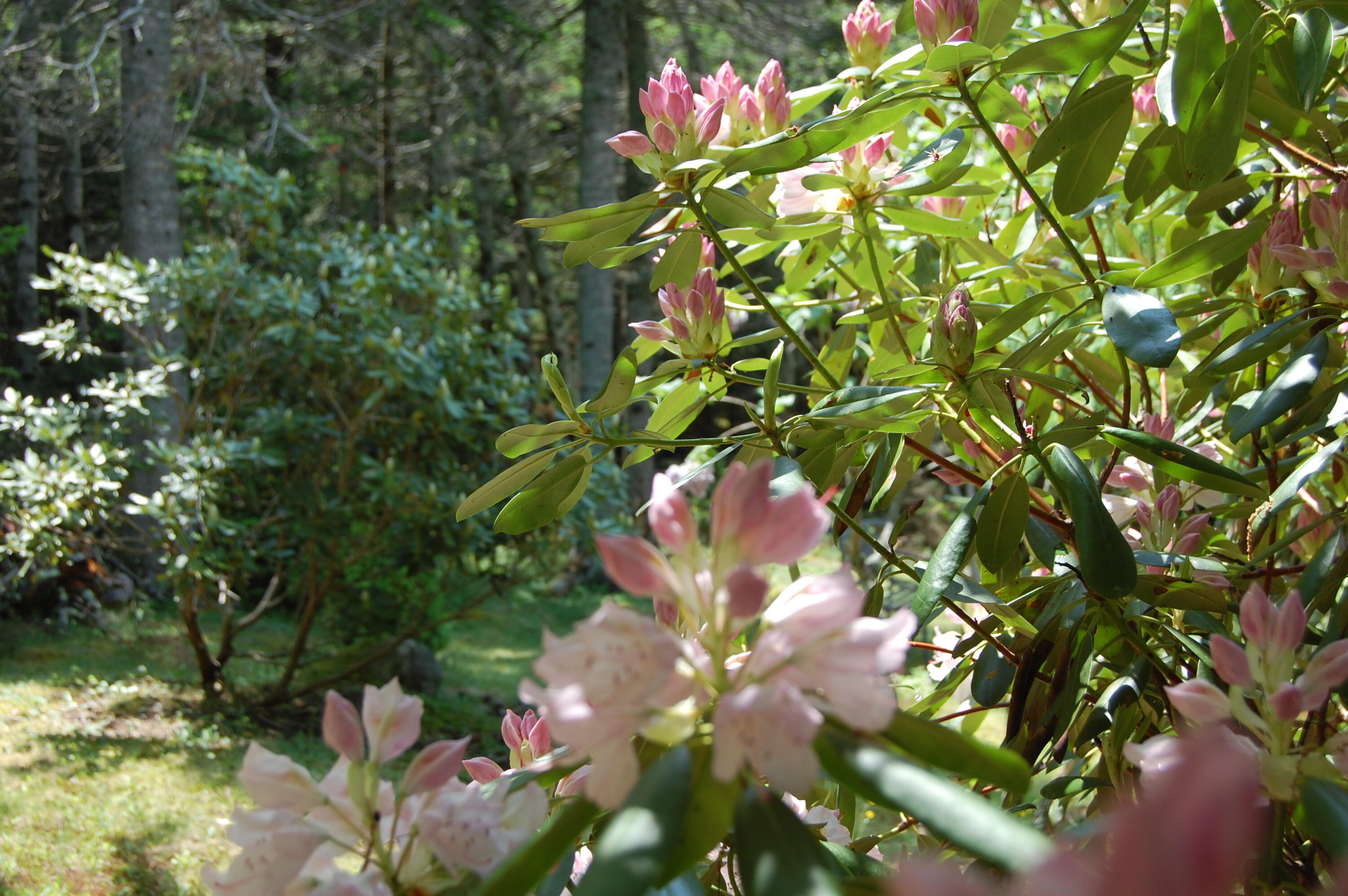 48 Kingsley Farm Road Gouldsboro, ME 04607 - Photo 29 of 57 DSC_0305