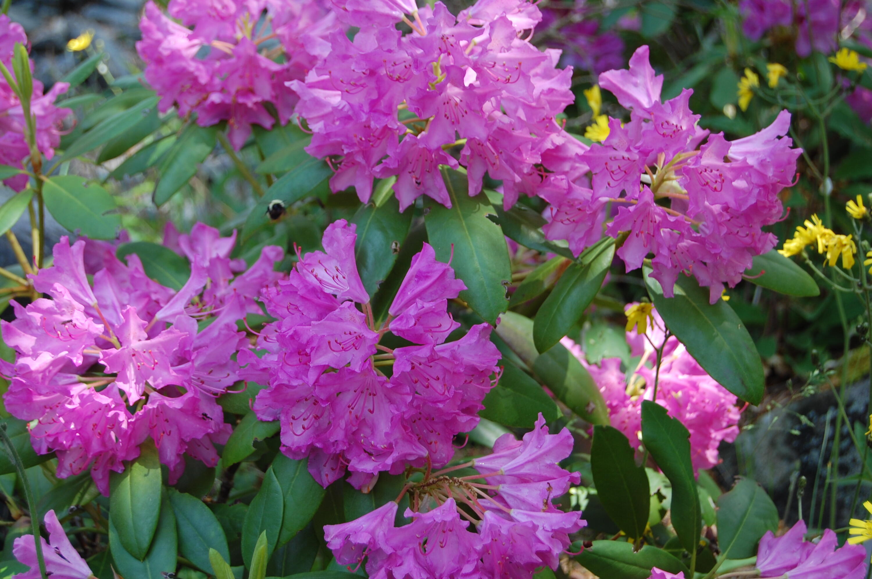 48 Kingsley Farm Road Gouldsboro, ME 04607 - Photo 31 of 57 DSC_0304