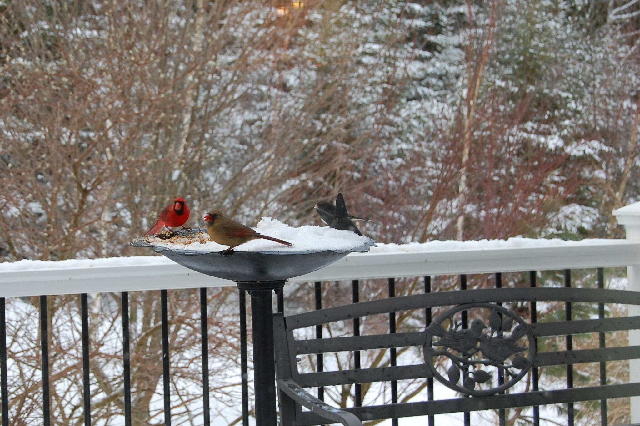 48 Kingsley Farm Road Gouldsboro, ME 04607 - Photo 60 of 65 Wildlife