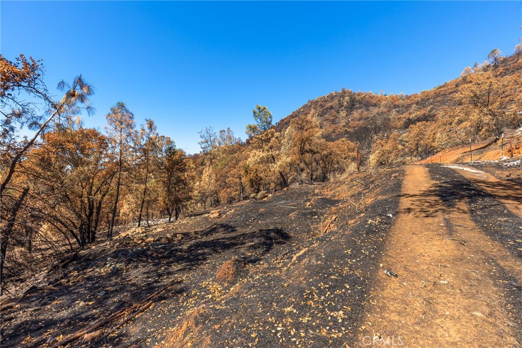 79 Oregon Gulch Road Oroville, CA 95965 - Photo 8 of 16 a view of a large tree