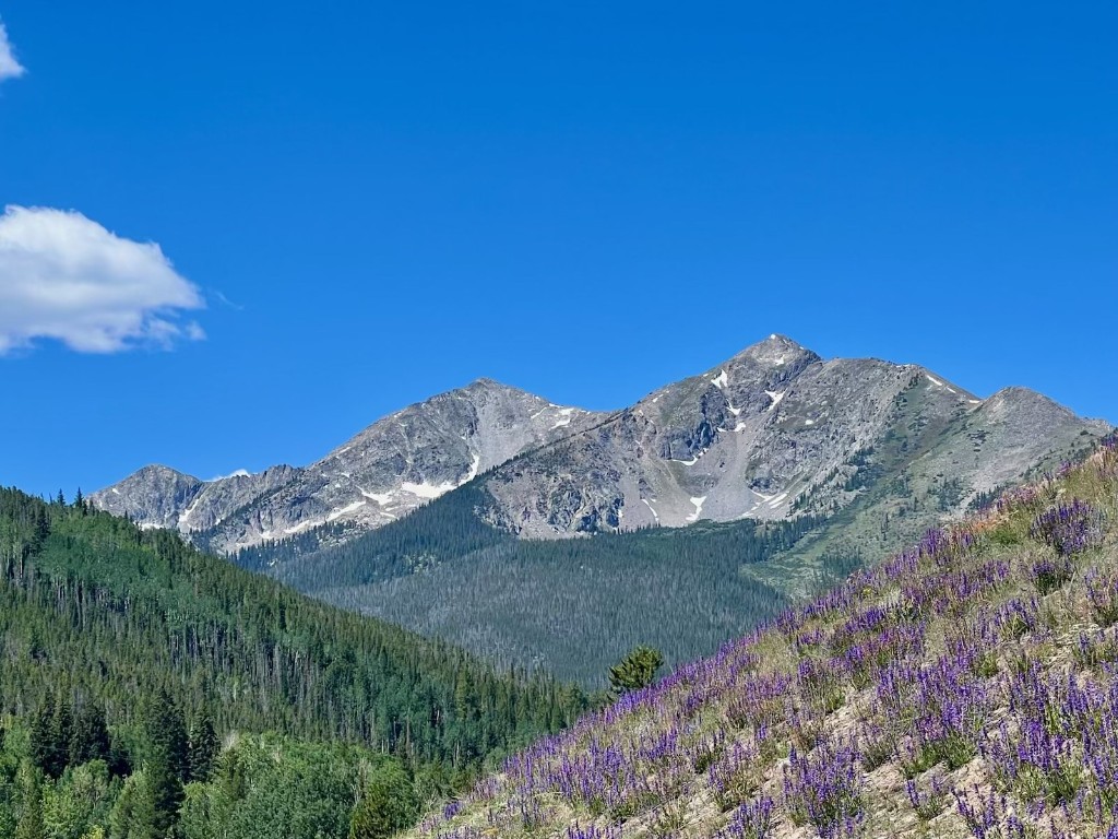 570 Bills Ranch Road, Unit 335 Frisco, CO 80443 - Photo 42 of 43 a view of a large tree with mountains in the background