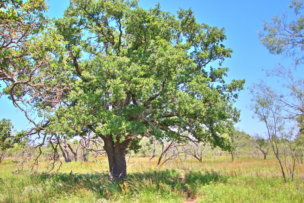 Lot 3 East Ranch Road, Unit 3 Fredericksburg, TX 78624 - Photo 12 of 17