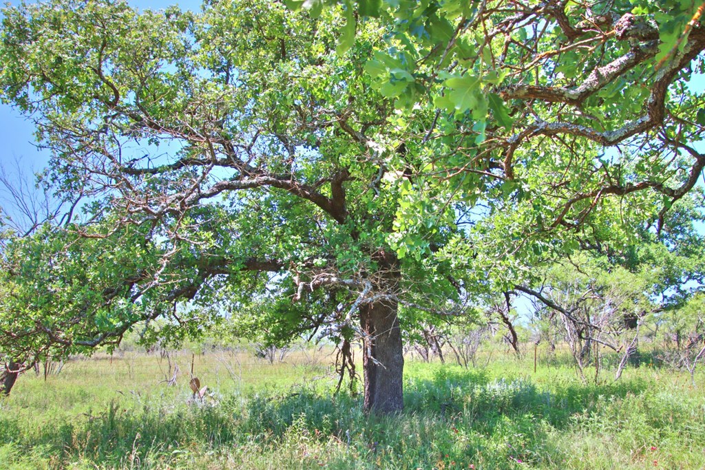 Lot 3 East Ranch Road, Unit 3 Fredericksburg, TX 78624 - Photo 13 of 17