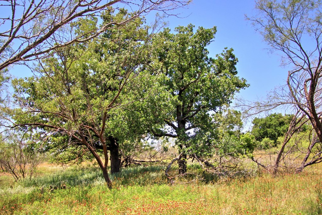 Lot 3 East Ranch Road, Unit 3 Fredericksburg, TX 78624 - Photo 6 of 17