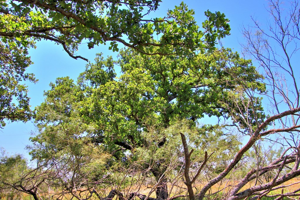 Lot 3 East Ranch Road, Unit 3 Fredericksburg, TX 78624 - Photo 8 of 17