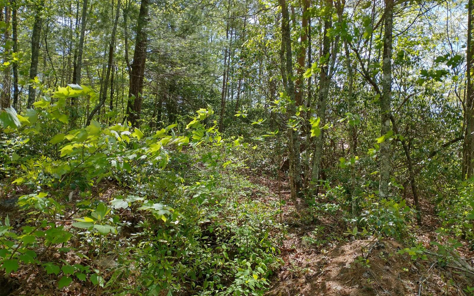 Lt484 Mountain Tops Street Blue Ridge, GA 30513 - Photo 3 of 4 Additional View