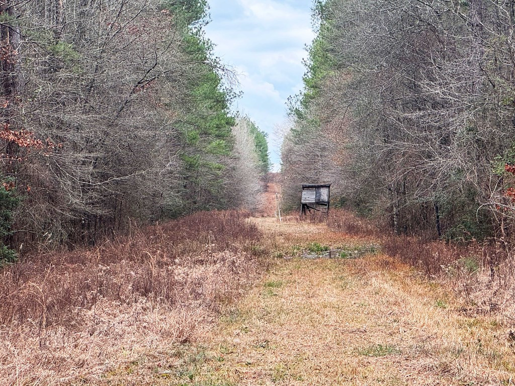 0 Steel Creek Road Georgetown, MS 39078 - Photo 7 of 19 Photo 7