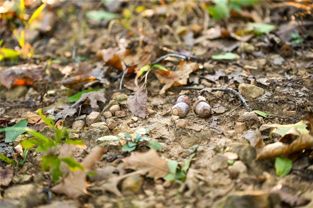 0 East 2124 Road Stockton, MO 65785 - Photo 16 of 40