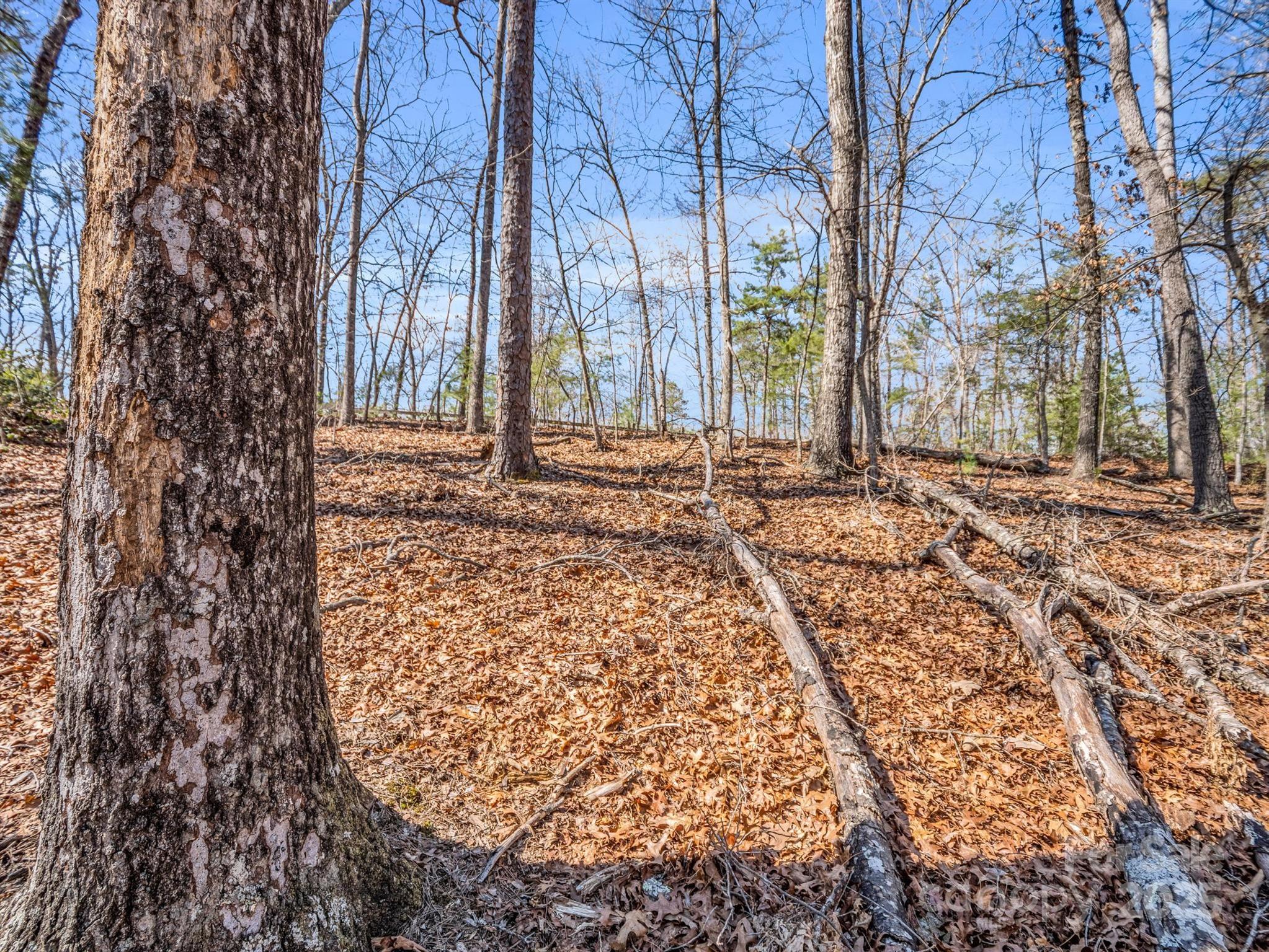 0 Forester Lane, Unit 25 Mill Spring, NC 28756 - Photo 10 of 19 a view of a backyard with large trees