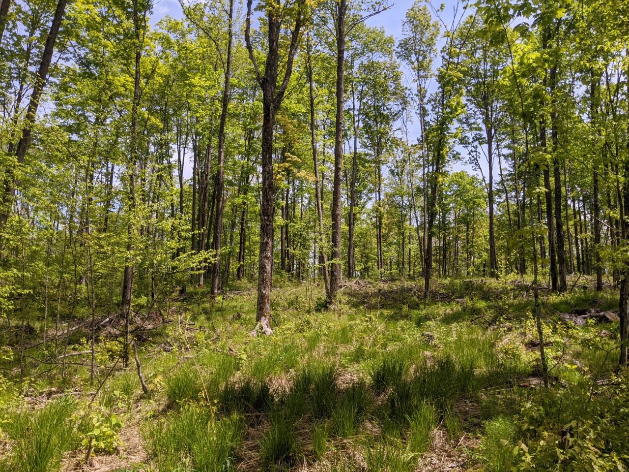 W3068 Wilson Road Glen Flora, WI 54526 - Photo 46 of 61 Gallery Image 46