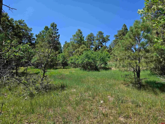 a view of a garden with a tree