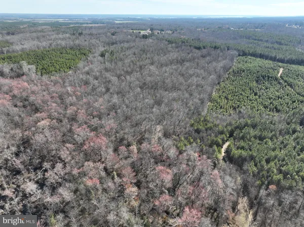 a view of a dry yard with trees
