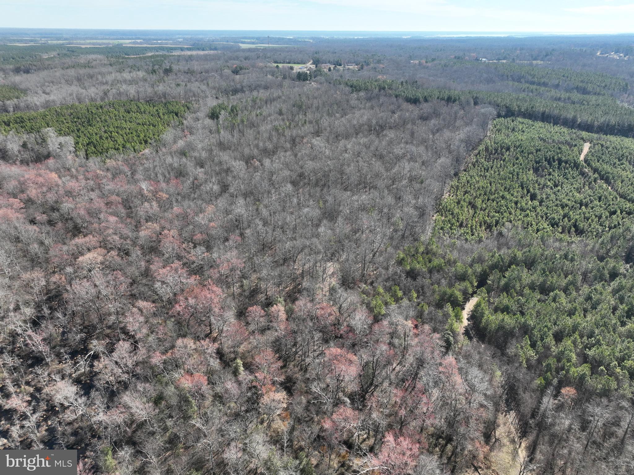 0 Oneal Road Champlain, VA 22438 - Photo 4 of 6 a view of a dry yard with trees